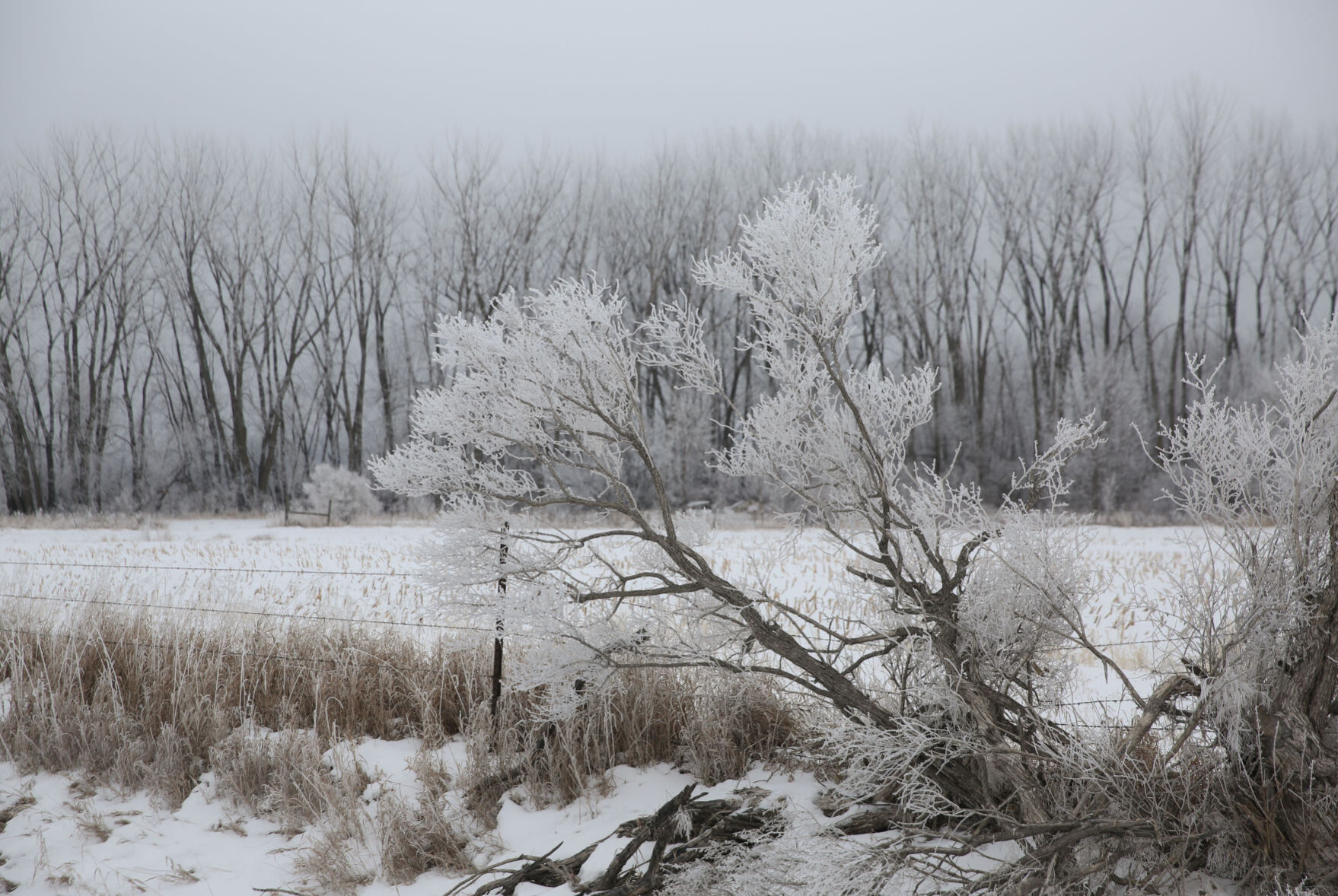 Frosty day - Feb. 2, 2020-11.jpg